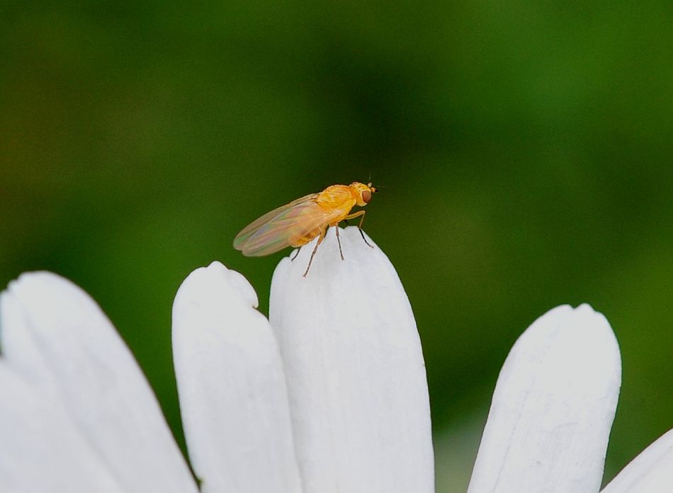 La vita in un fiore: terza parte